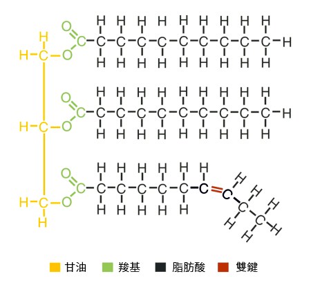 Triglyceride